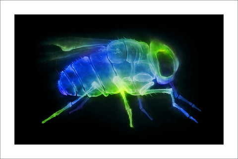 'X-Fly' prints (set of 3)