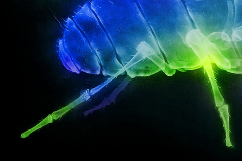 'X-Fly' prints (set of 3)