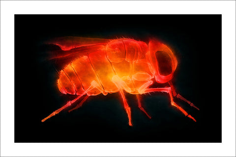 'X-Fly' prints (set of 3)