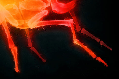 'X-Fly' prints (set of 3)