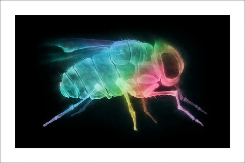 'X-Fly' prints (set of 3)