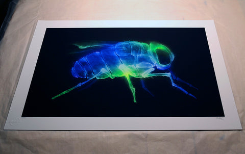 'X-Fly' prints (set of 3)