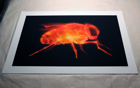 'X-Fly' prints (set of 3)