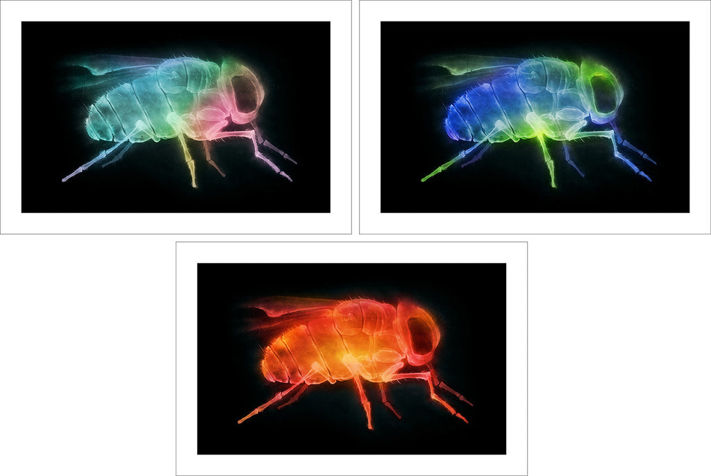 'X-Fly' prints (set of 3)