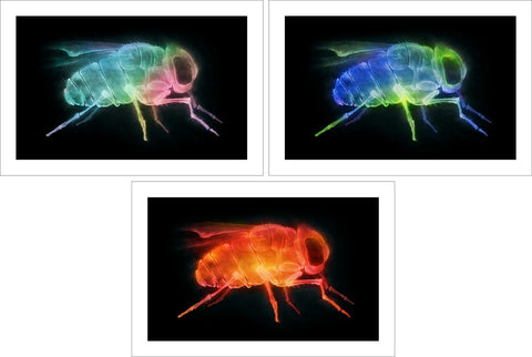 'X-Fly' prints (set of 3)