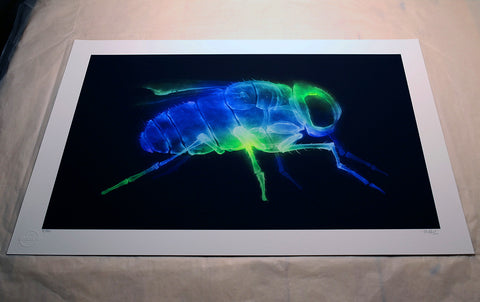 'X-Fly (Bluebottle)' print